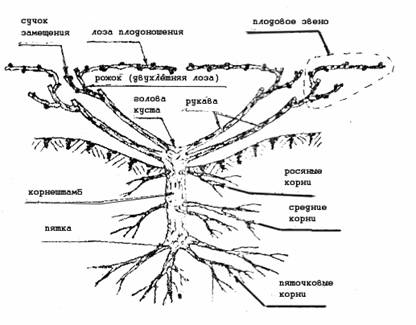 строение виноградного куста схема