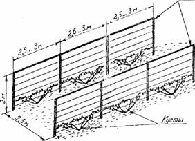 виноградник из 6 кустов
