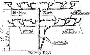 Штамбовая форма куста.